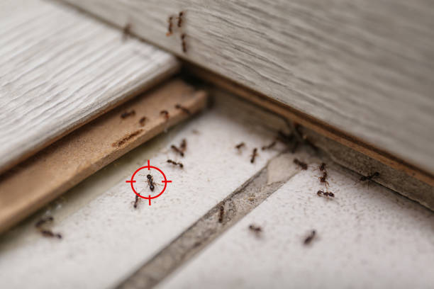 Best Affordable Pest Control Services  in Chandler, IN