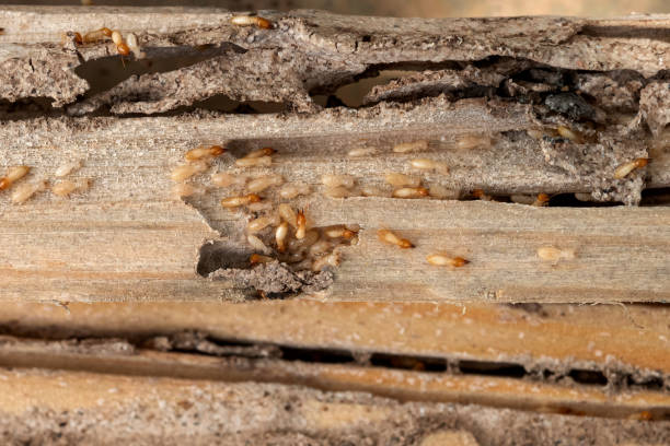 Best Cockroach Control Services  in Chandler, IN